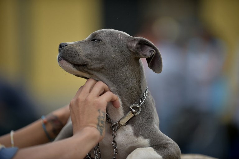 FOTOS: Ladridos contra el estrés, terapia canina en cárceles de Ecuador