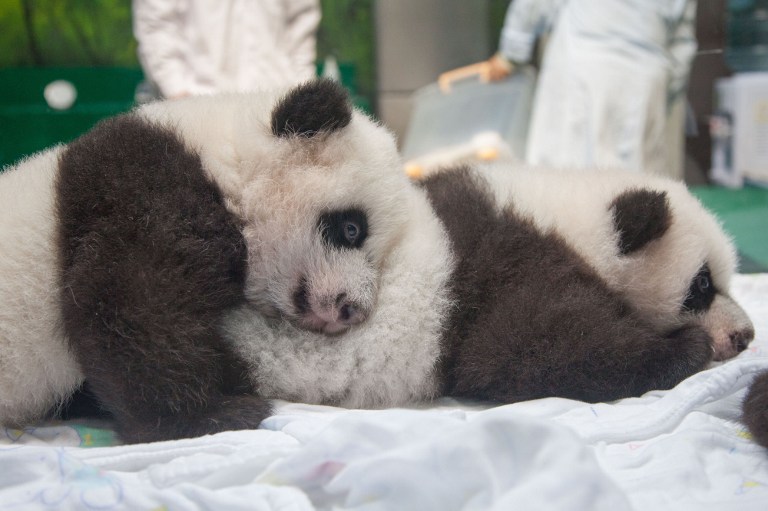 (VIDEO) 100 días en la vida de los pandas trillizos de China