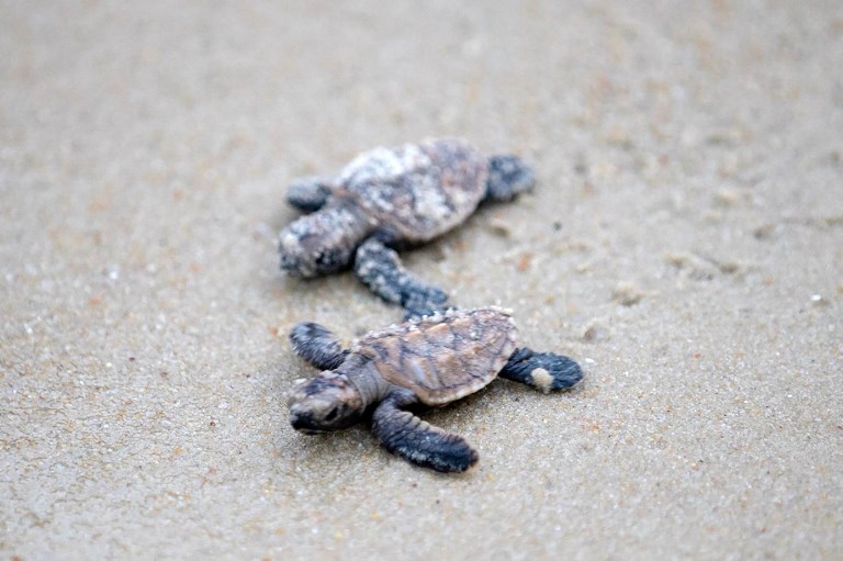 Denuncian robo de 123 tortugas bebés de centro de crianza en Galápagos