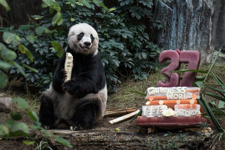 Jia Jia, la panda en cautividad más vieja con 37 años