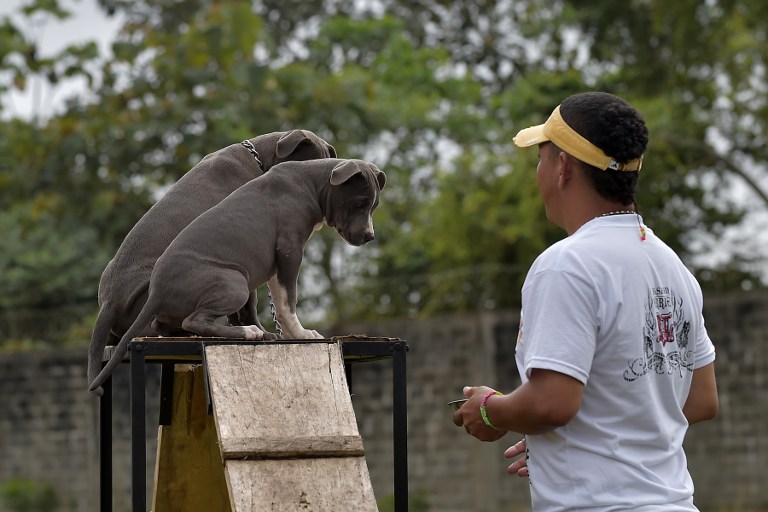 FOTOS: Ladridos contra el estrés, terapia canina en cárceles de Ecuador