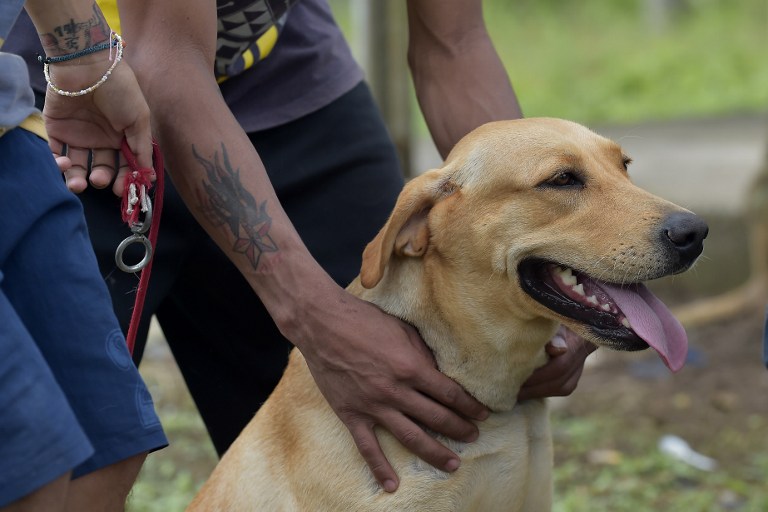 FOTOS: Ladridos contra el estrés, terapia canina en cárceles de Ecuador