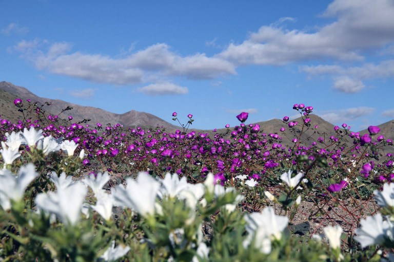 &quot;El Niño&quot; cubre de flores el desierto más árido del mundo