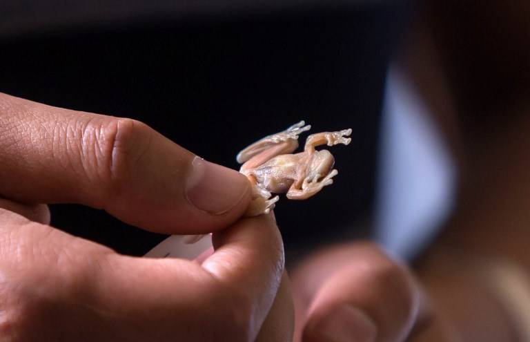Nueva rana de cristal de Ecuador aguardó 20 años para ser famosa