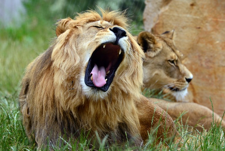 Un león mata a turista de EE.UU. en parque sudafricano