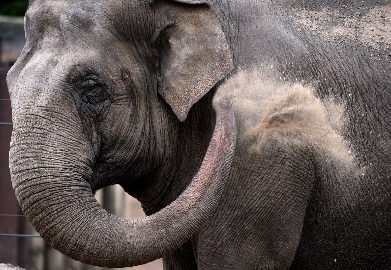 (VIDEO) Elefantes sufren más riesgo de extinguirse de lo que se pensaba