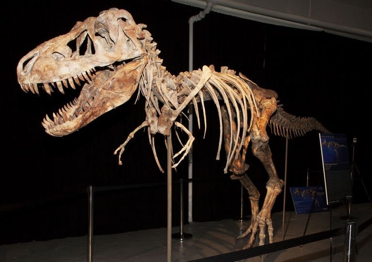 EEUU devuelve a Mongolia esqueleto de un tiranosaurio importado ilegalmente
