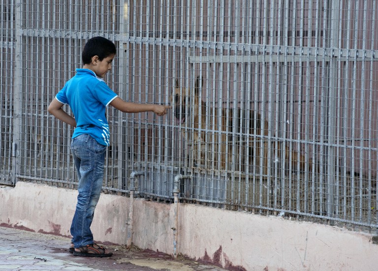 Los animales de Gaza también sufren por el conflicto