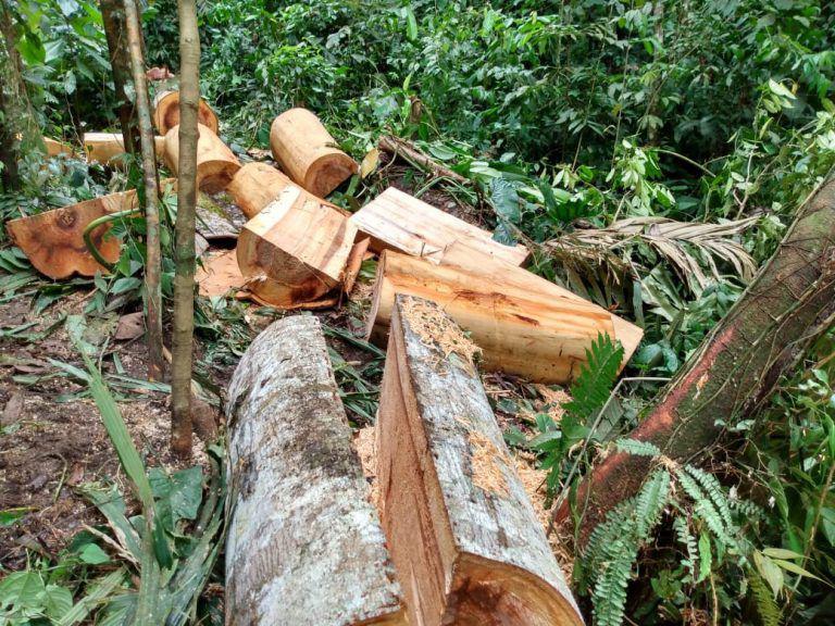 Casi 2 millones de hectáreas de bosque natural se han perdido en las últimas 3 décadas en Ecuador