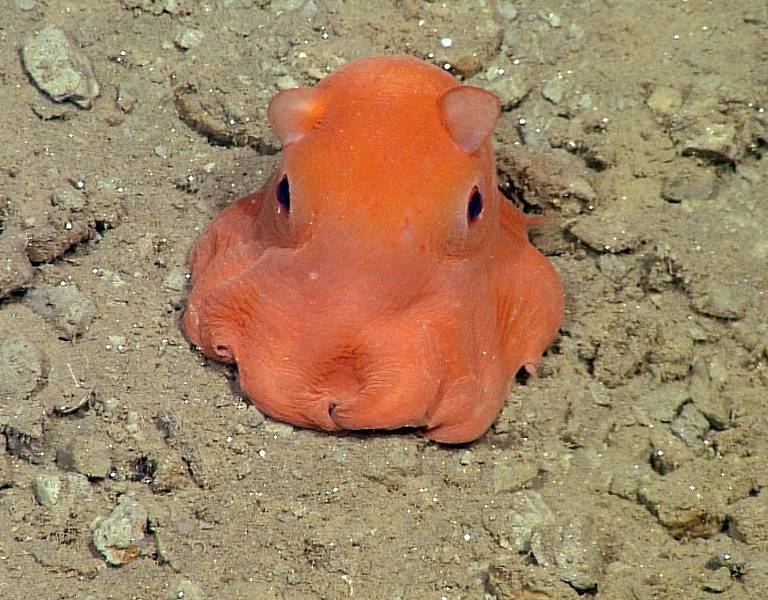 Buscan nombre para pulpo rosa... tan adorable que podría ser &quot;Adorabilis&quot;