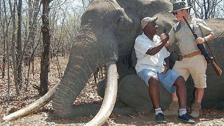 Cazador alemán abate a uno de los elefantes más grandes de Zimbabue