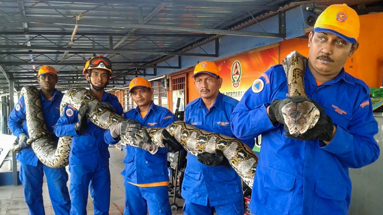 Una pitón de 250 kilos sorprendió en una construcción de Malasia