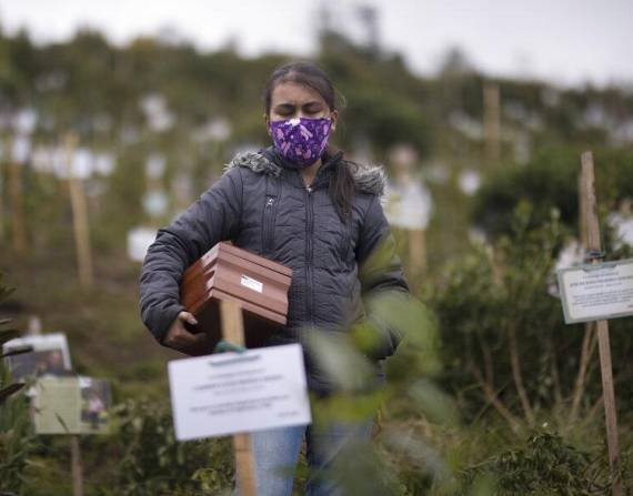 Colombia: plantan árboles con cenizas de víctimas de COVID