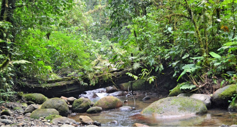 Ecuador sembrará 9 millones de árboles para combatir la crisis climática