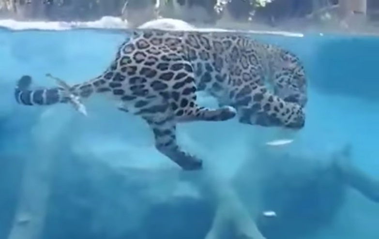 (VIDEO) Jaguar ataca y devora a su presa bajo el agua