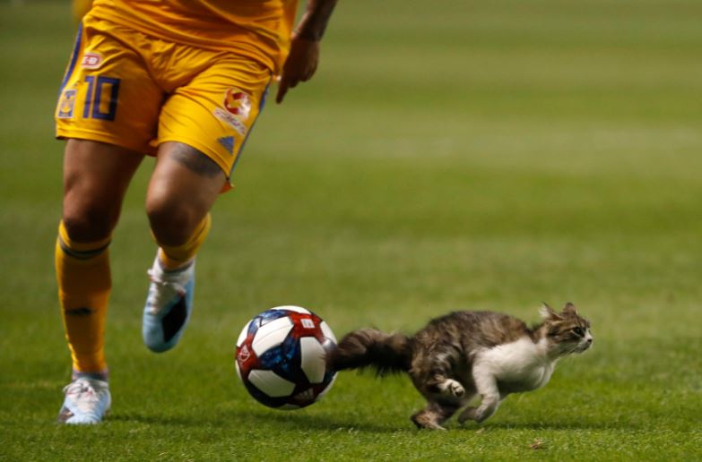 Gato invade el partido de Real Salt Lake y Tigres