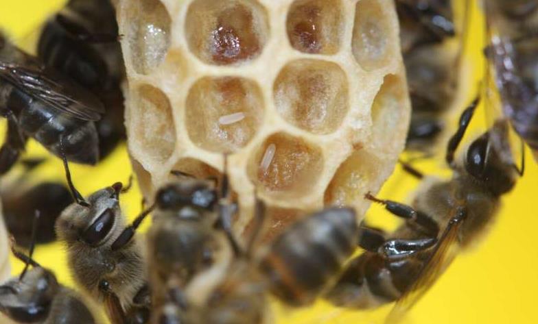 Sin noticias del 25 % de especies de abejas desde los años 90