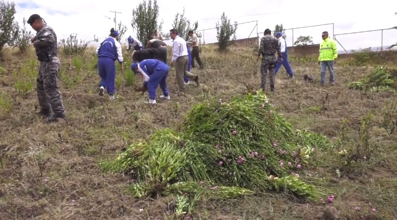 Autoridades hallan cultivo de amapola en el cantón Alausí