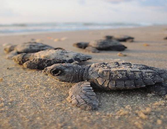 Las tortugas marinas pueden medir hasta siete centímetros al romper el cascarón bajo la arena.