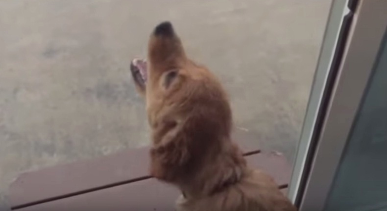 (VIDEO) Perro descubre la lluvia e intenta bebérsela