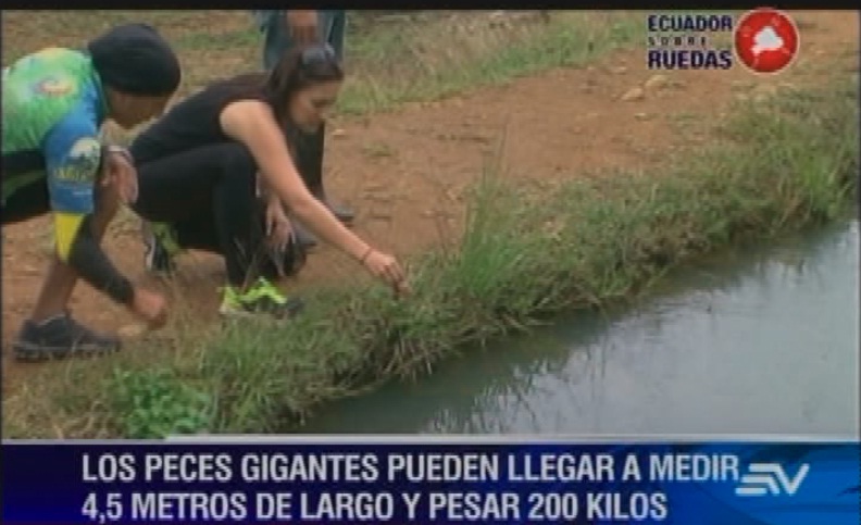La insólita experiencia de &#039;Ecuador sobre ruedas&#039; al intentar alimentar paiches en Puyo