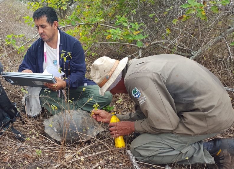 Buscan en Galápagos tortugas gigantes emparentadas con especies extintas