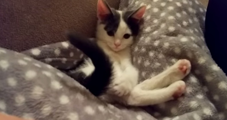 (VIDEO) Conozca al gatito que no sabe qué hacer con su cola