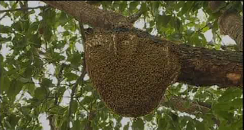 Moradores de La Alborada están preocupados por un panal de abejas