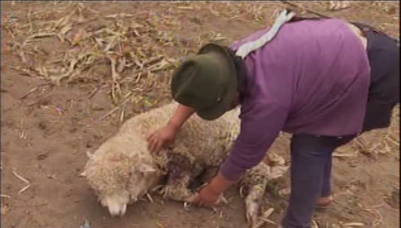 Animal desconocido mata más de 250 ovejas en el cantón Saquisilí