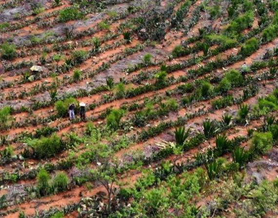 Paisaje agroforestal en Poções (BA) en una zona que hasta hace tres años tenía el suelo compactado y no producía nada.