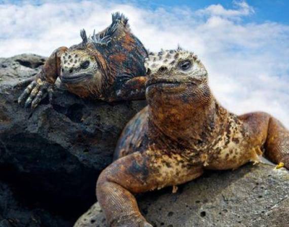La diversidad de Galápagos es única en el mundo.