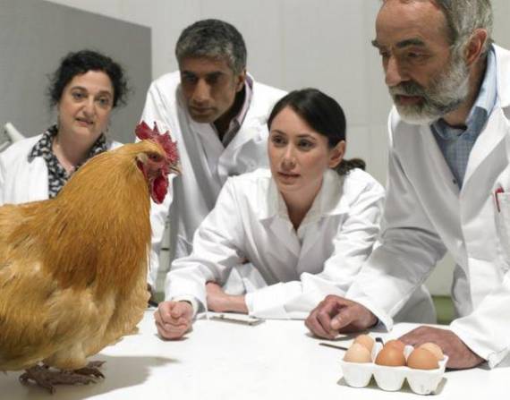No es la primera vez que los científicos tratan de establecer la fórmula del huevo.