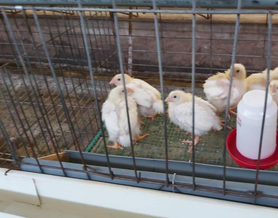 El proyecto denominado 'Centinela' consiste en repoblar con gallinas de 20 días de nacidas los lugares donde se registró el virus de la influenza aviar.