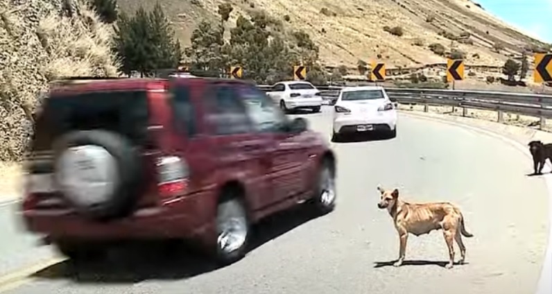 Decenas de perros están abandonados en la vía Tigua-Zumbahua