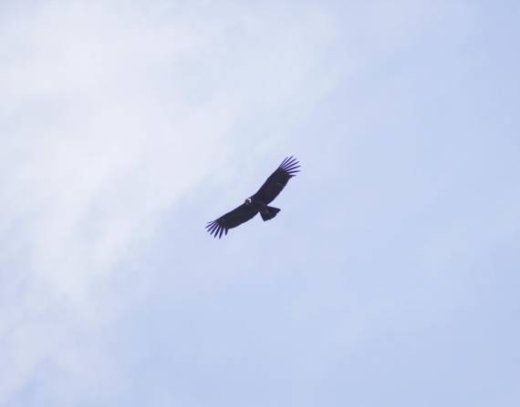 Un cóndor volando en el cielo ecuatoriano.