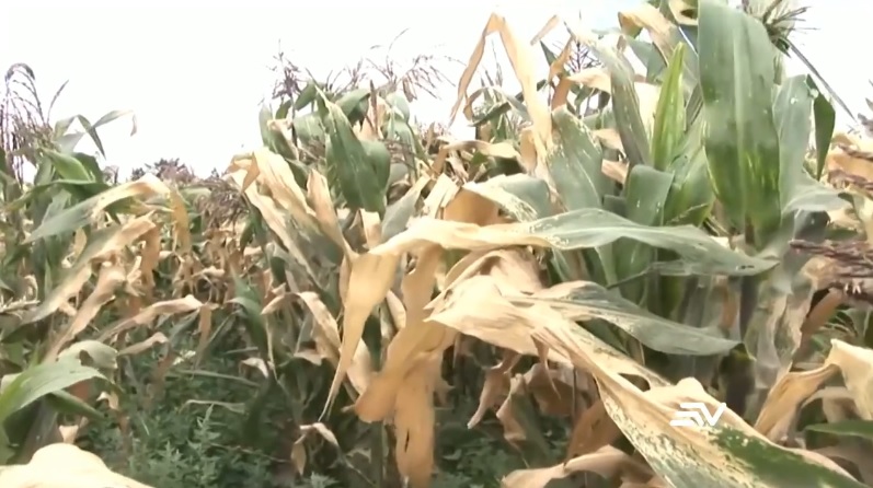 “Heladas” afectan cultivos en la provincia de Cotopaxi