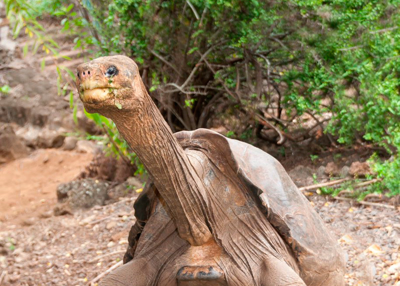 El solitario George regresa a casa