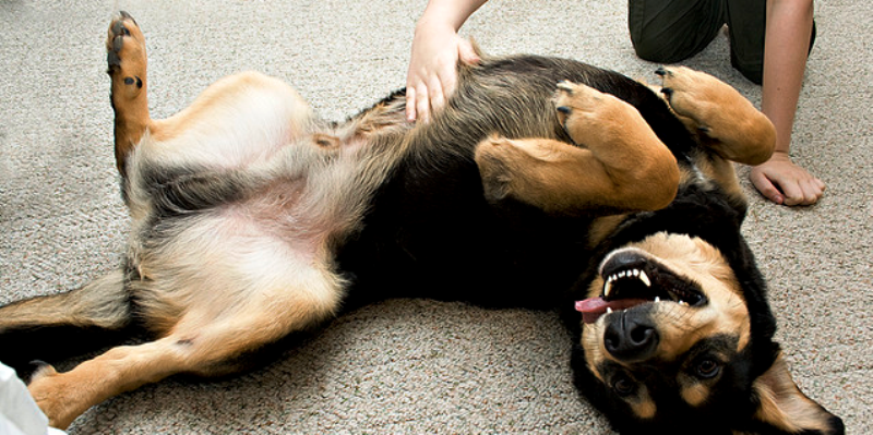 ¿Por qué los perros patalean cuando los rascas?