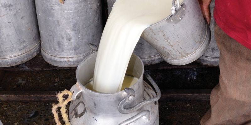Crisis se profundiza para pequeños productores de leche en Cotopaxi