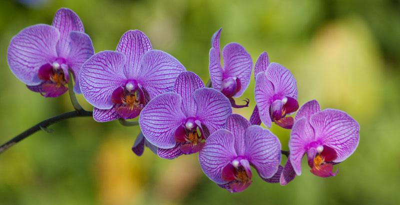 Descubren en Ecuador 3 especies de orquídeas, dos bajo amenaza de extinción