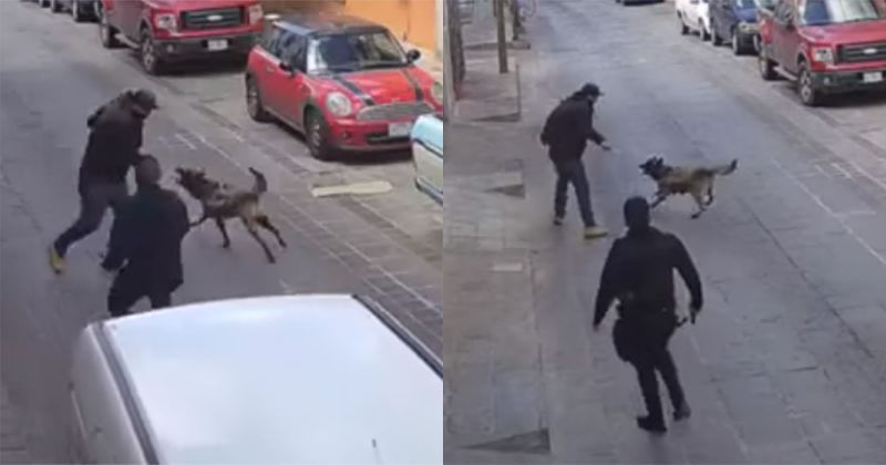 Enfrentamiento entre un perro policía y un agresor