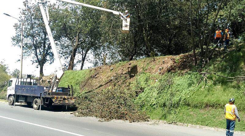 Árbol caído en Quito por el clima