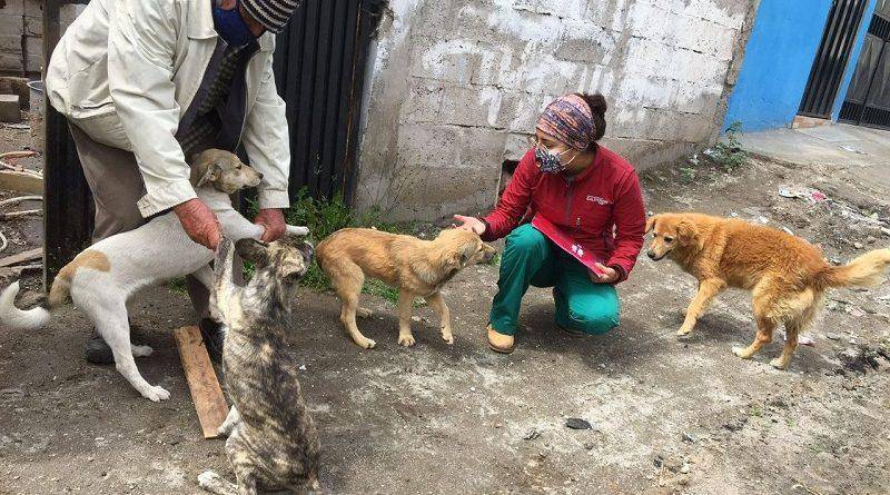 ¿Cuántos perros deambulan en las calles de Quito?