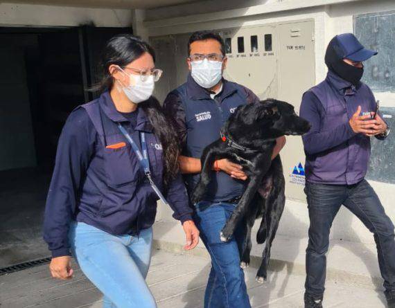 La dueña del perro rescatado en un balcón, en una casa de Quito, justificó el maltrato