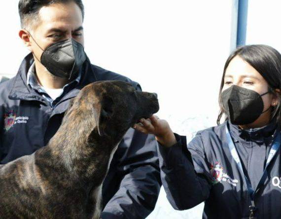 Personal de la UBA rescató a Sargento y lo llevó a un centro de acogida.