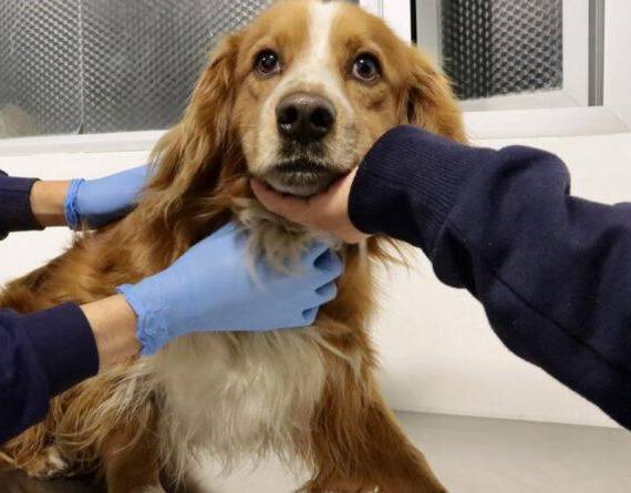El can rescatado en las instalaciones del Metro de Quito.