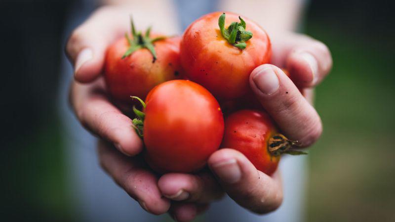 Los beneficios para la salud de comer tomate (crudo y cocido)