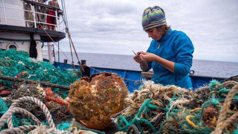 Las especies que han colonizado la gigantesca isla de plástico que flota en el Pacífico