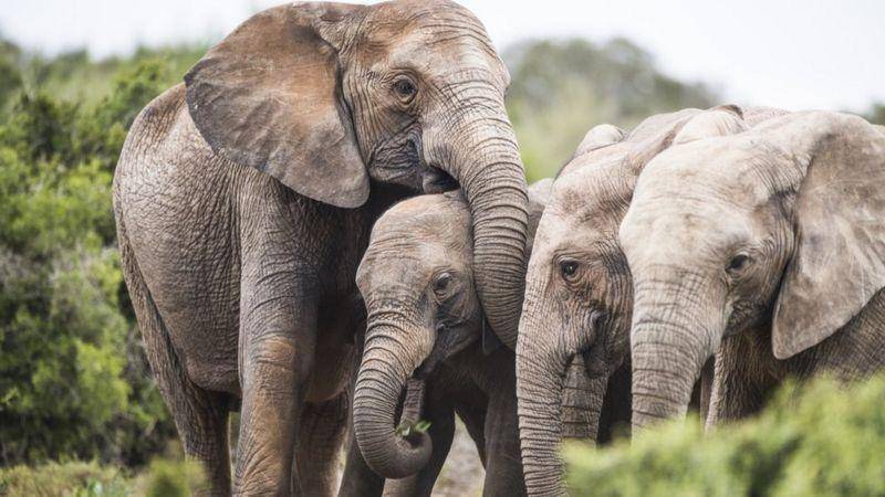 Los elefantes que nacen sin colmillos para poder sobrevivir