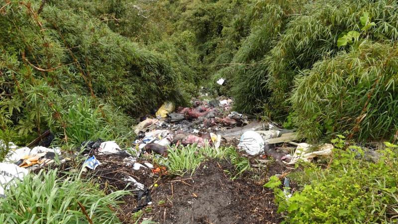 Desde el borde de una carretera en Paute se podía observar al medio centenar de cerdos en estado de putrefacción.
